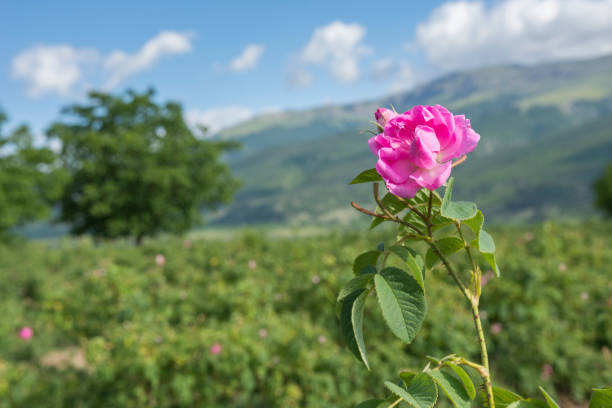تصویر 4 از گل محمدی انتخاب ناب برای ساخت عطرهای سنتی ایرانی